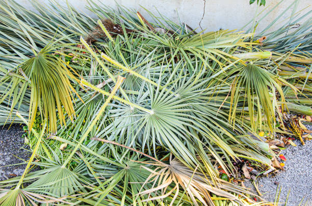 Palm Tree Removal Centurion