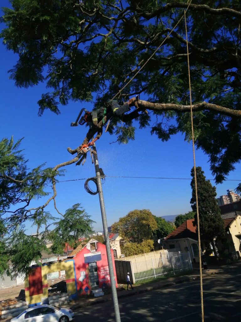 Tree Feller Centurion