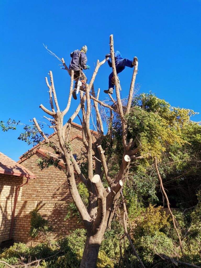 Tree Felling Centurion